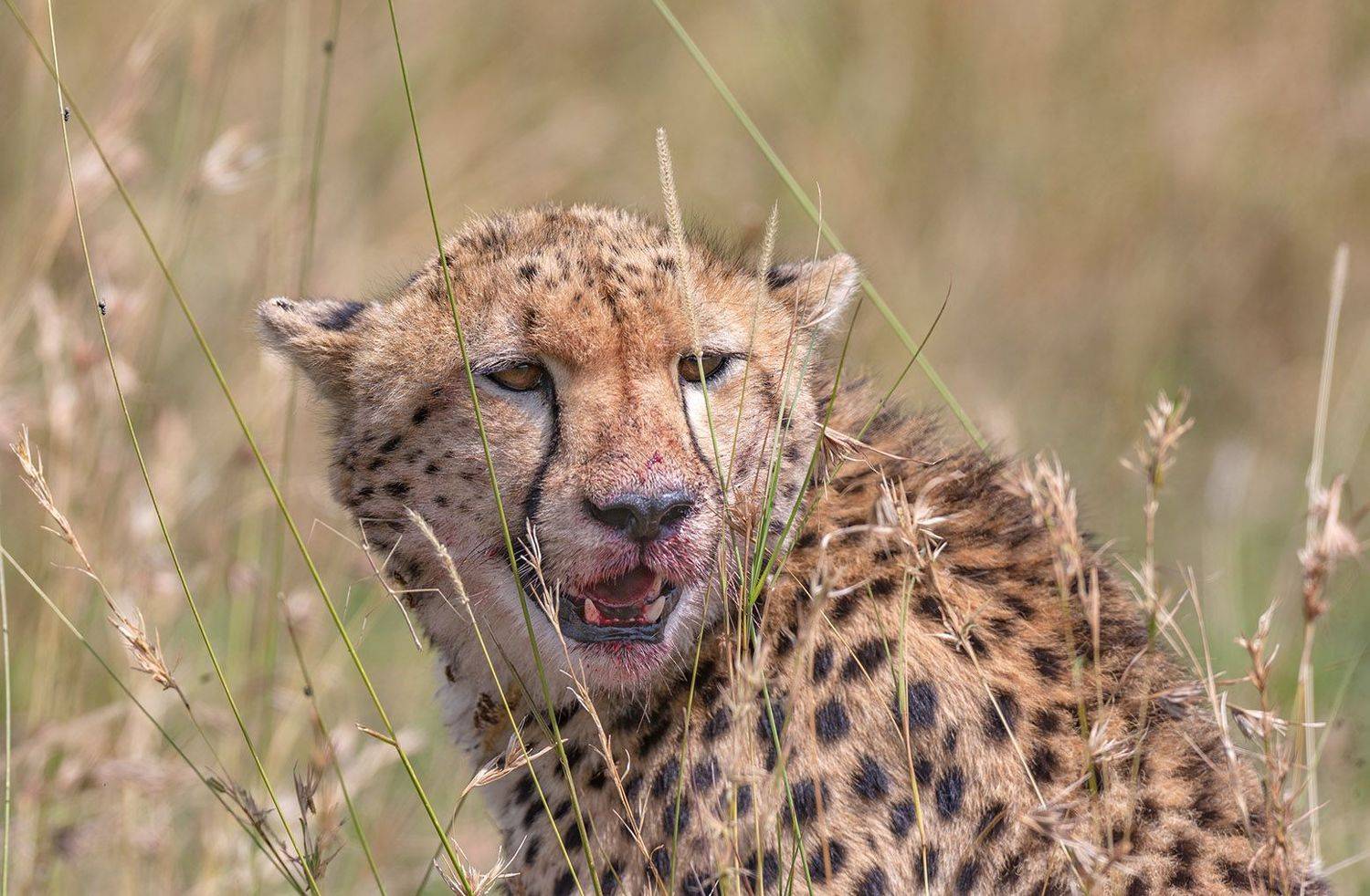 ягуар, Анатолий Макоедов