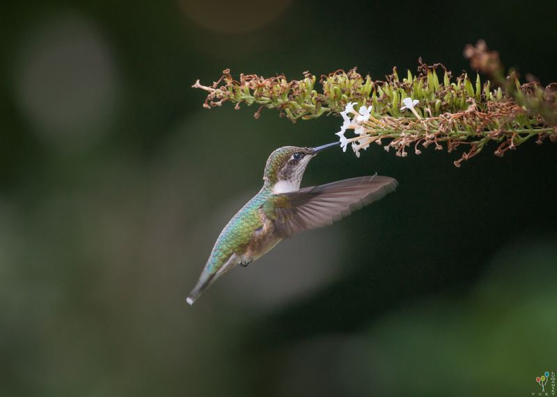 Hummingbird фото превью