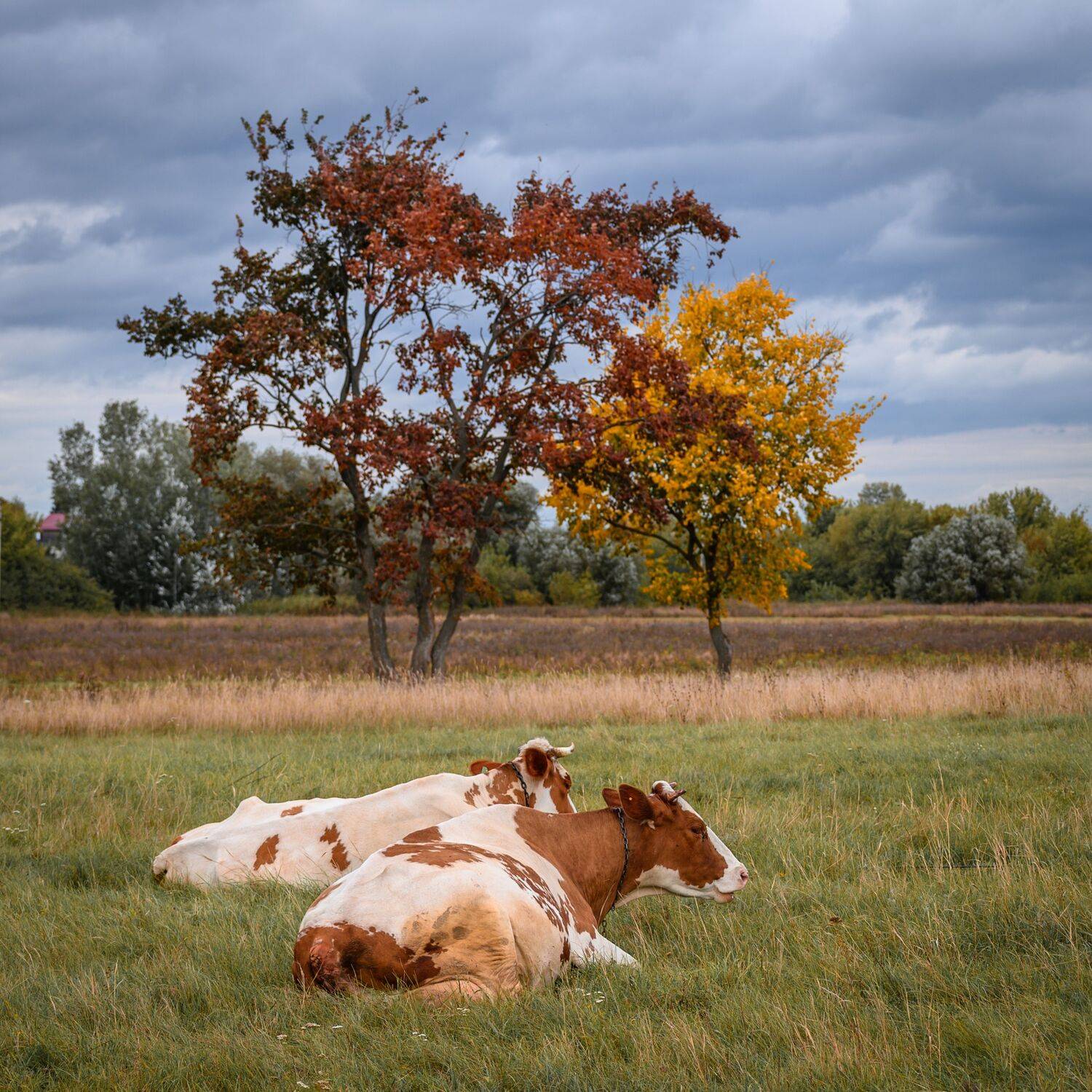 , Караваев Антон