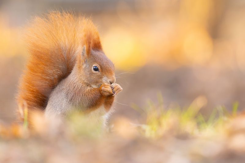 Squirrel фото превью