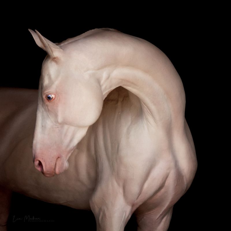 Лошадь, лошади, портрет, horse, horses, portrait Алпан фото превью