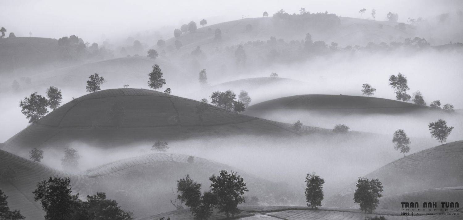 vietnam, tea hill, fog, landscape, Trần Anh Tuấn