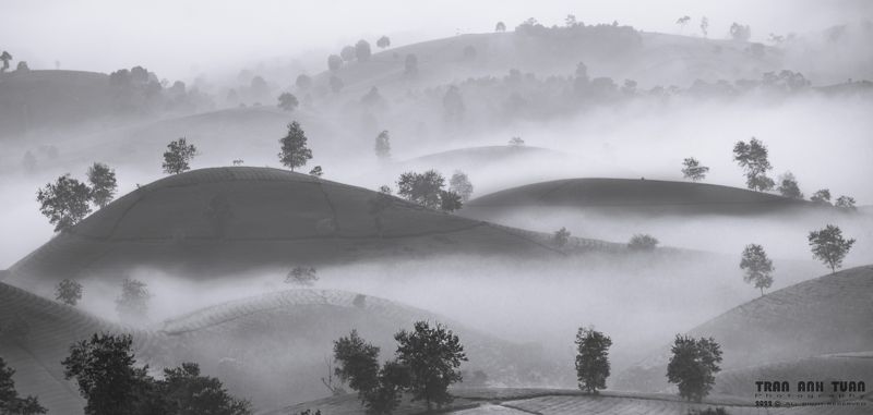 vietnam, tea hill, fog, landscape Early morning dew on tea hill фото превью