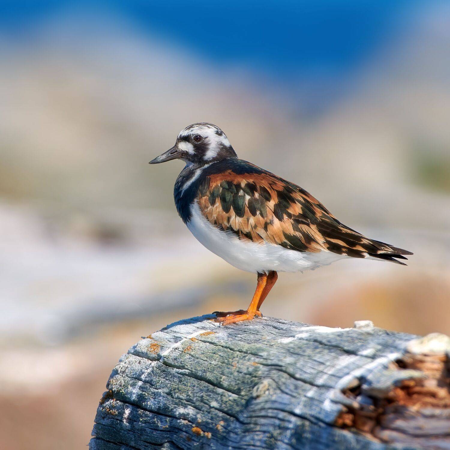 #bird #wildlife #nature #birdphotography, Александр Семенов