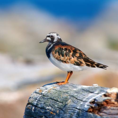 Камнешарка