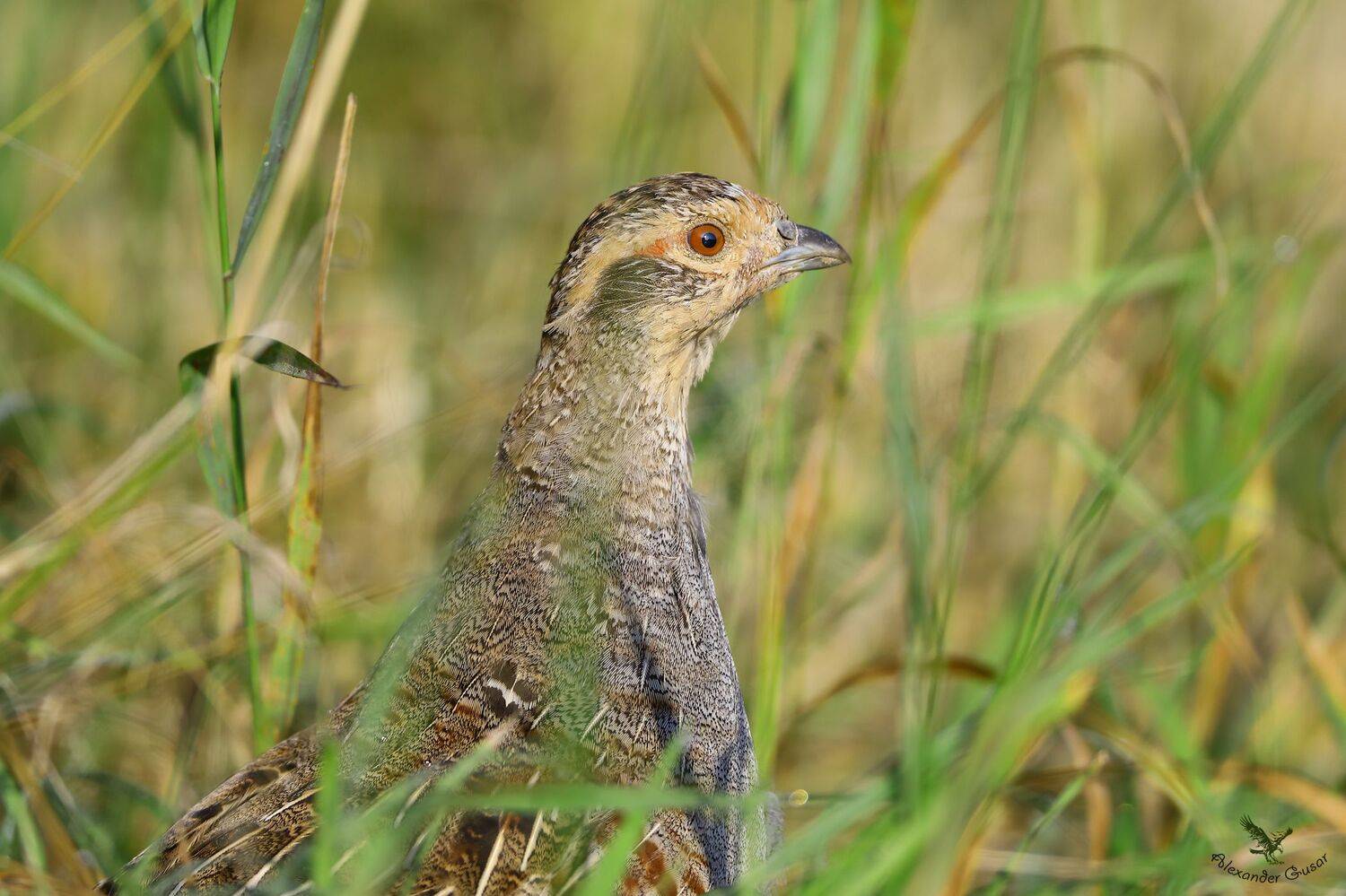 , Александр Гусар