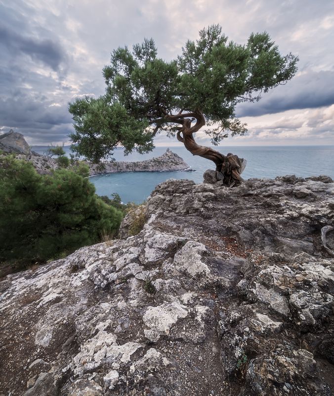 Бонсай фото превью