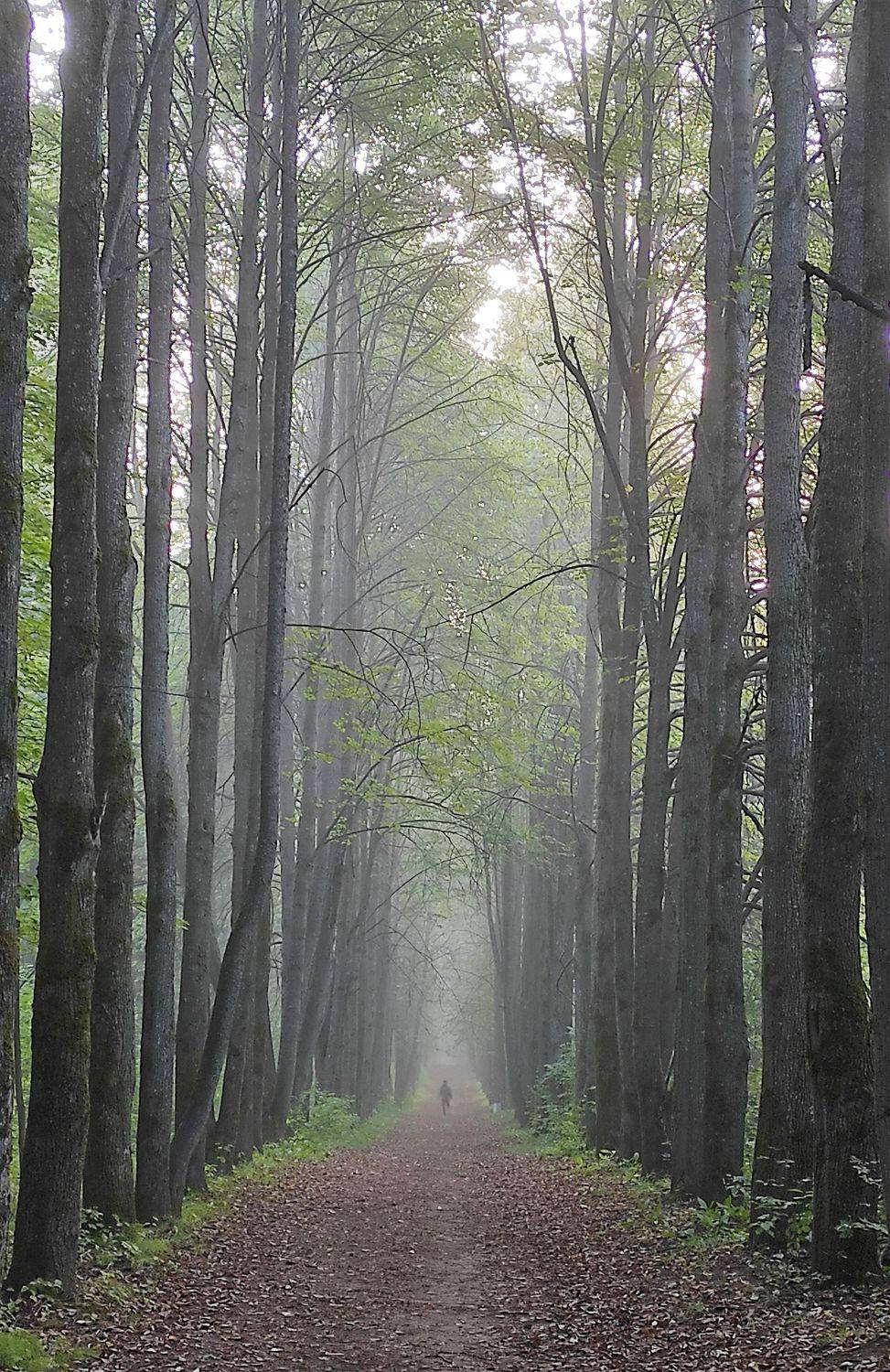 , Андрей Перешеин