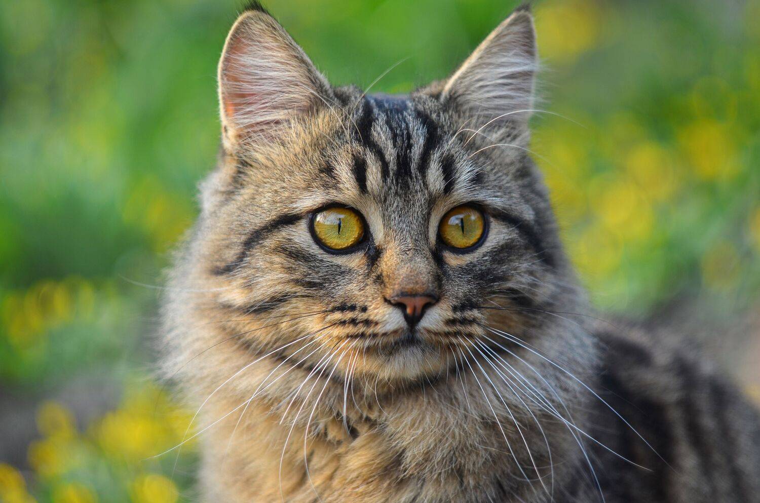 Кот, животное, домашнее животное, зеленый, желтый, Shadow Anna
