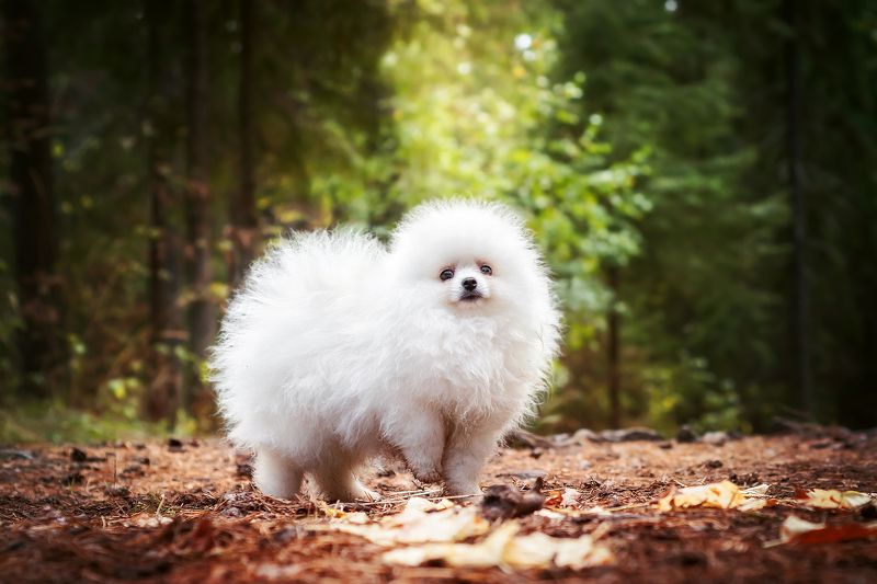 белая собака, шпиц, лес, осень Пушок фото превью