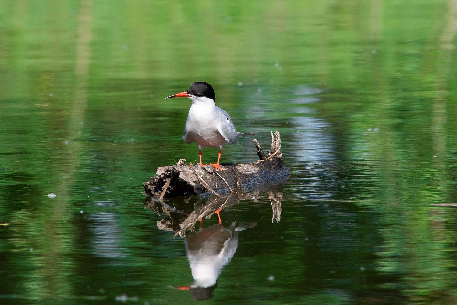 Common tern, volgograd, russia, wildlife, tern, Sterna hirundo,, Сторчилов Павел