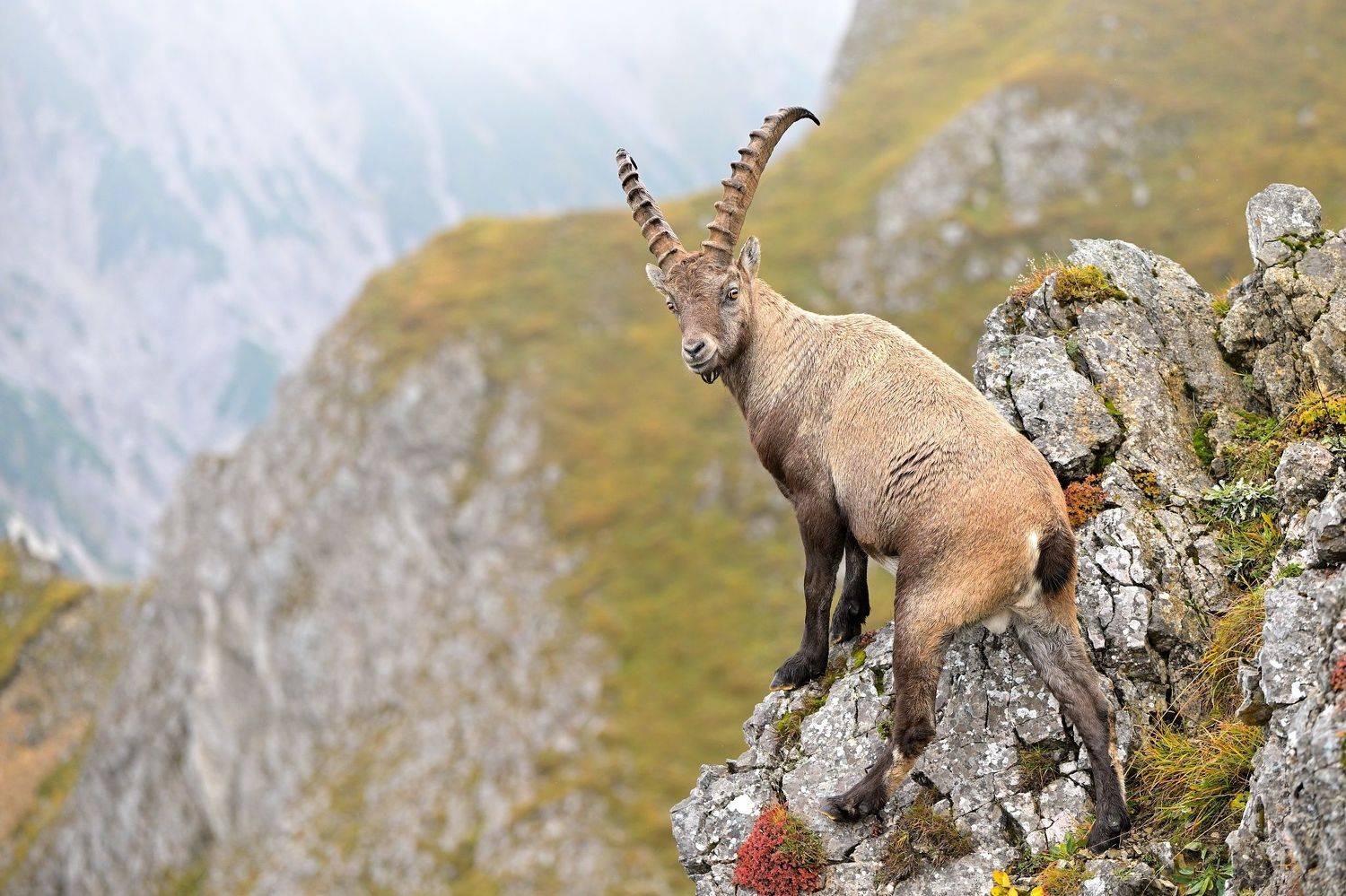 alpine, austria, capra ibex, wildlife, Ľubom&iacute;r Nov&aacute;k ٿ