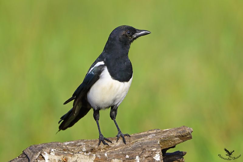 Просто сорока. фото превью