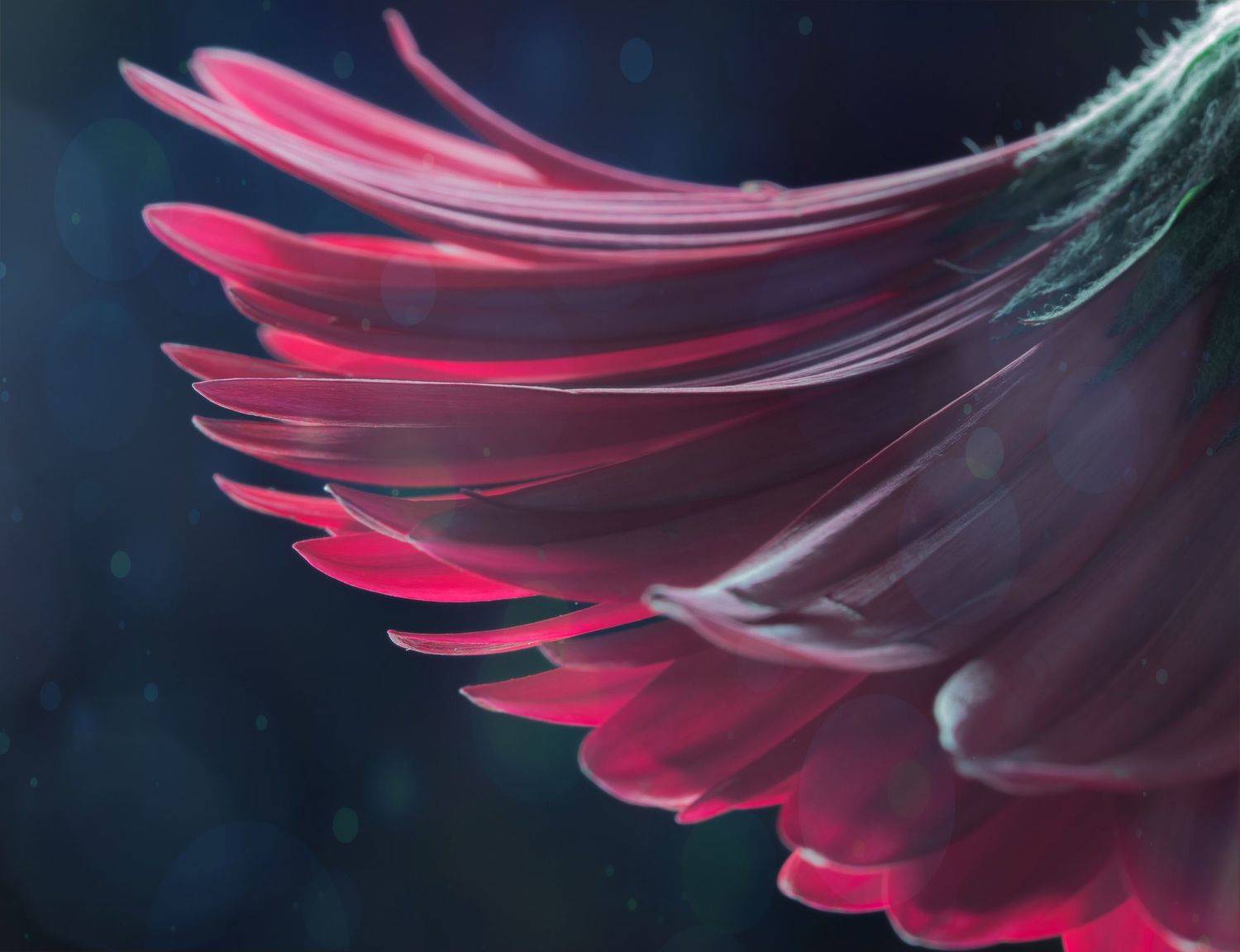 , Мария Обидина