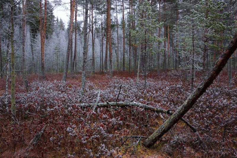 болото, багульник, иней, предзимье Синий иней фото превью