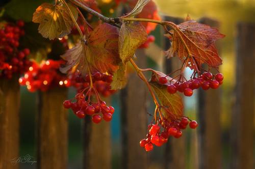 Горит калины алой гроздь... Осень