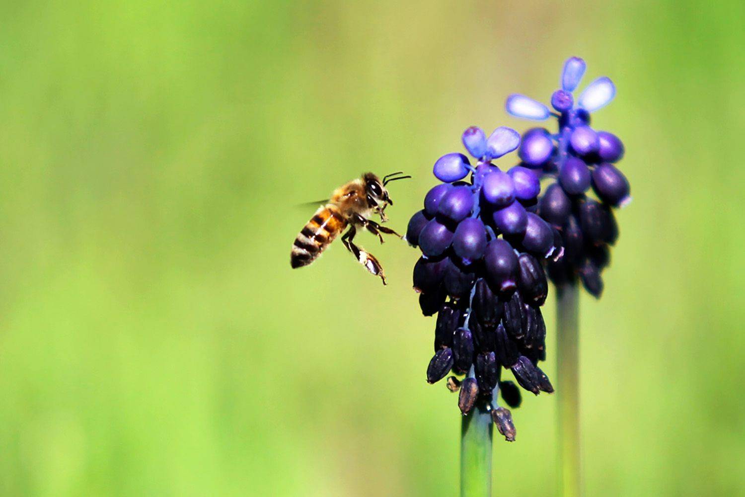 , mehdi karimi souderjani