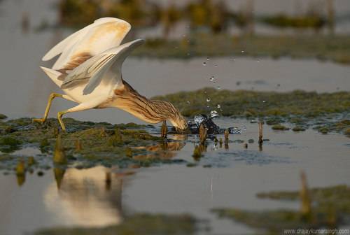 Squacco heron