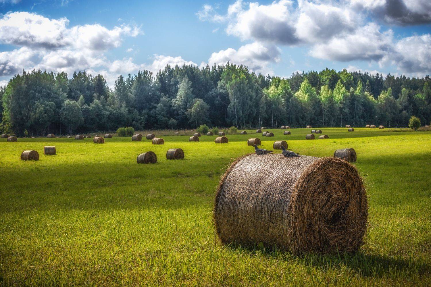 , Елена Маковоз