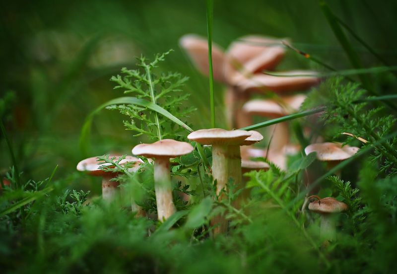 Mushrooms фото превью