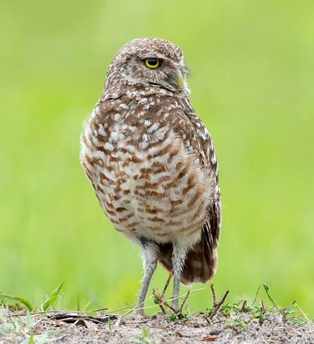 Burrowing Owl - Кроличий сыч