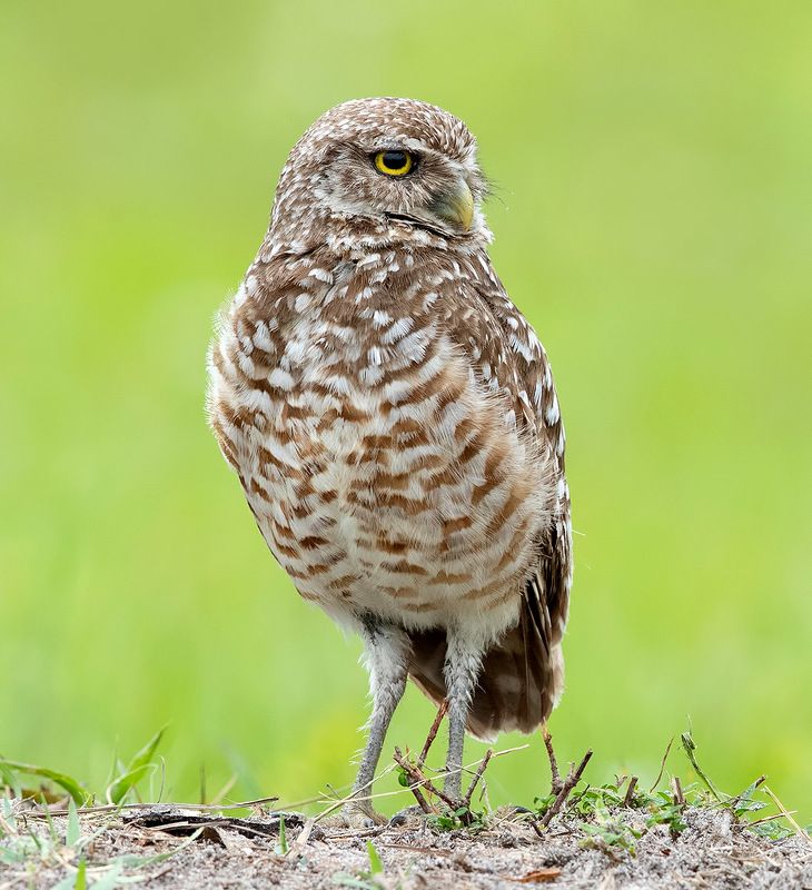 owl, burrowing owl,сыч, флорида,florida, хищные птицы Burrowing Owl - Кроличий сыч фото превью