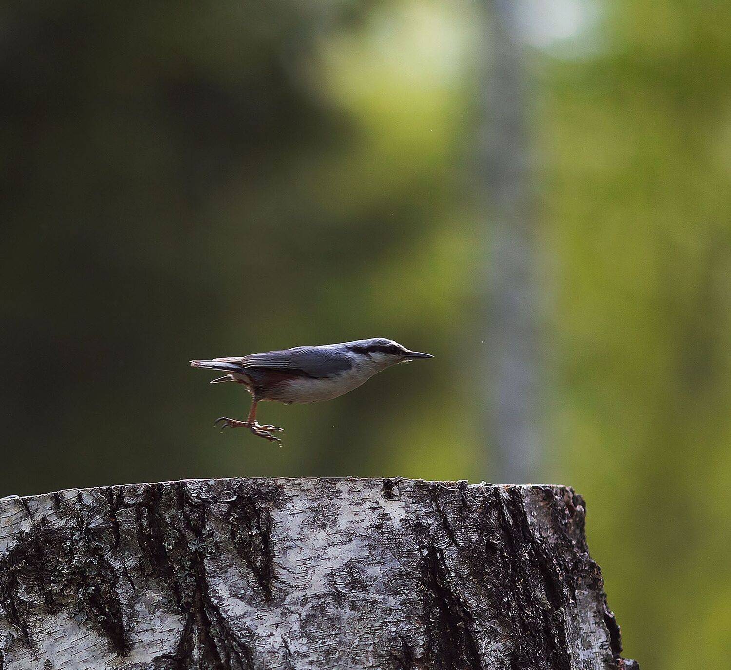 поползень, взлет, природа, bird, flight, nature, Yulia Stukalova