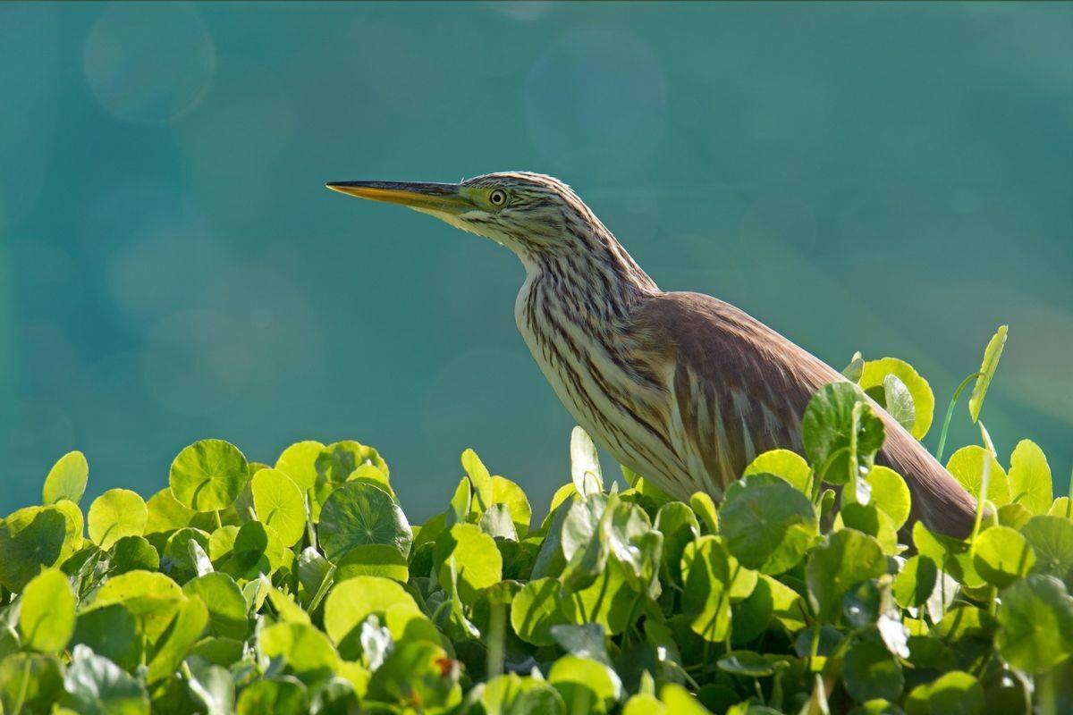 , Людмила Бекман