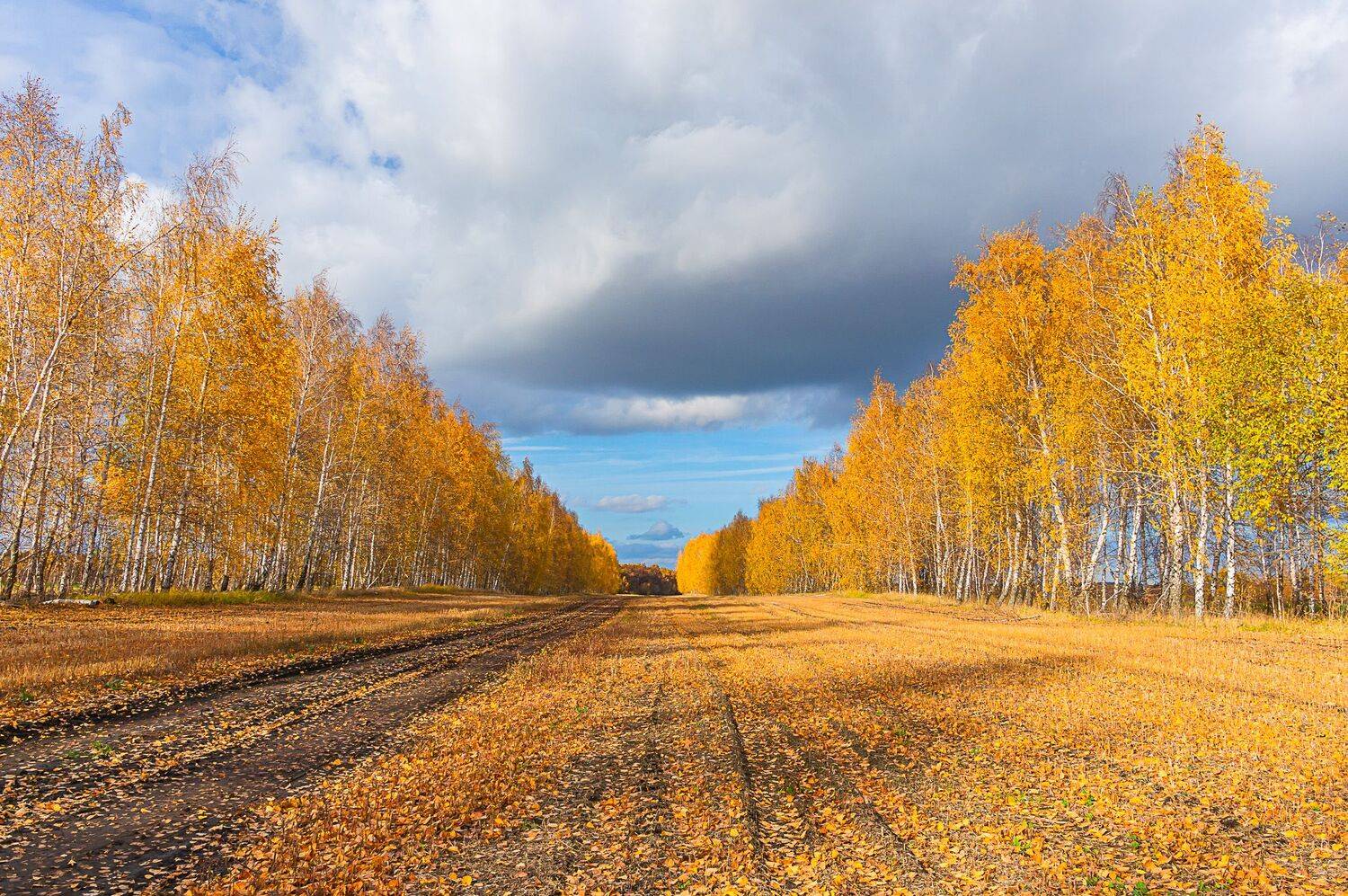 октябрь, осень,, Николай Бологов