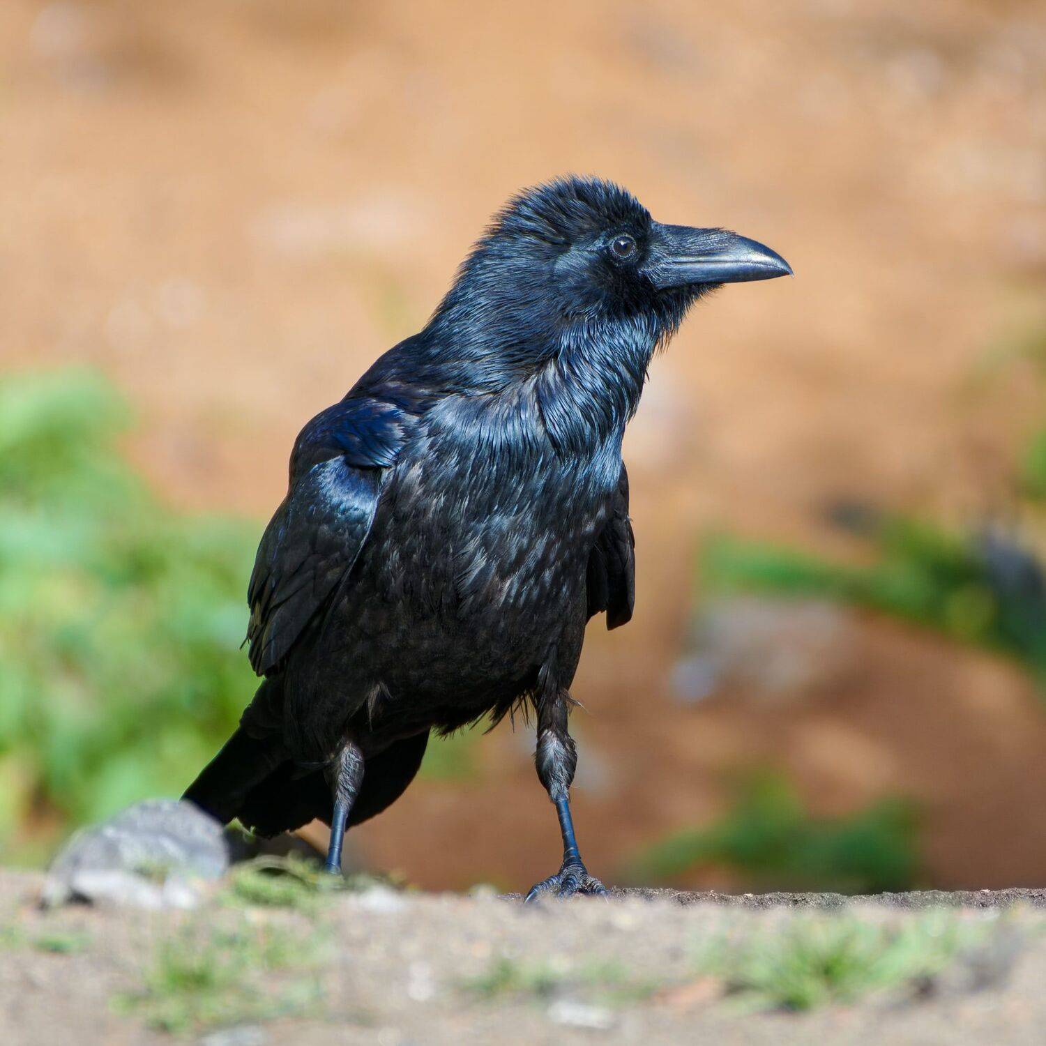 #bird, #wildlife, #nature, #birdphotography, Александр Семенов