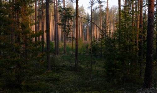 Корабельные сосны