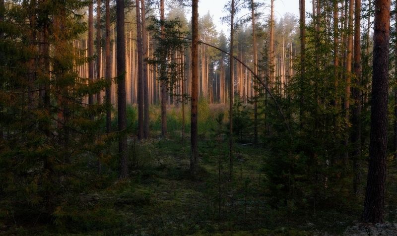 бор, осень, сосны, утро, корабельные Корабельные сосны фото превью