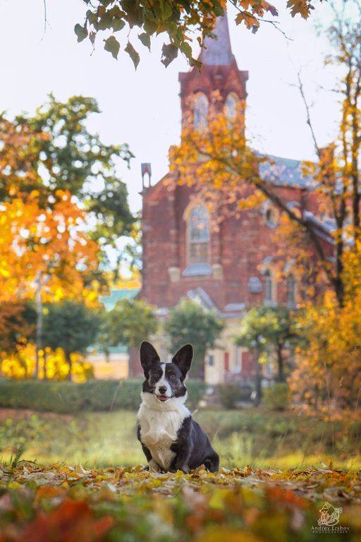 , Андрей Ершов