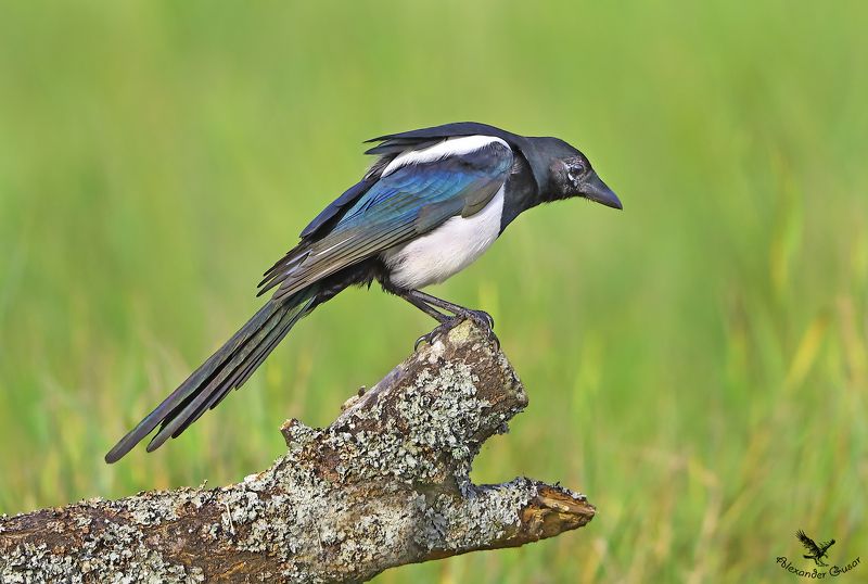 Любопытная. фото превью