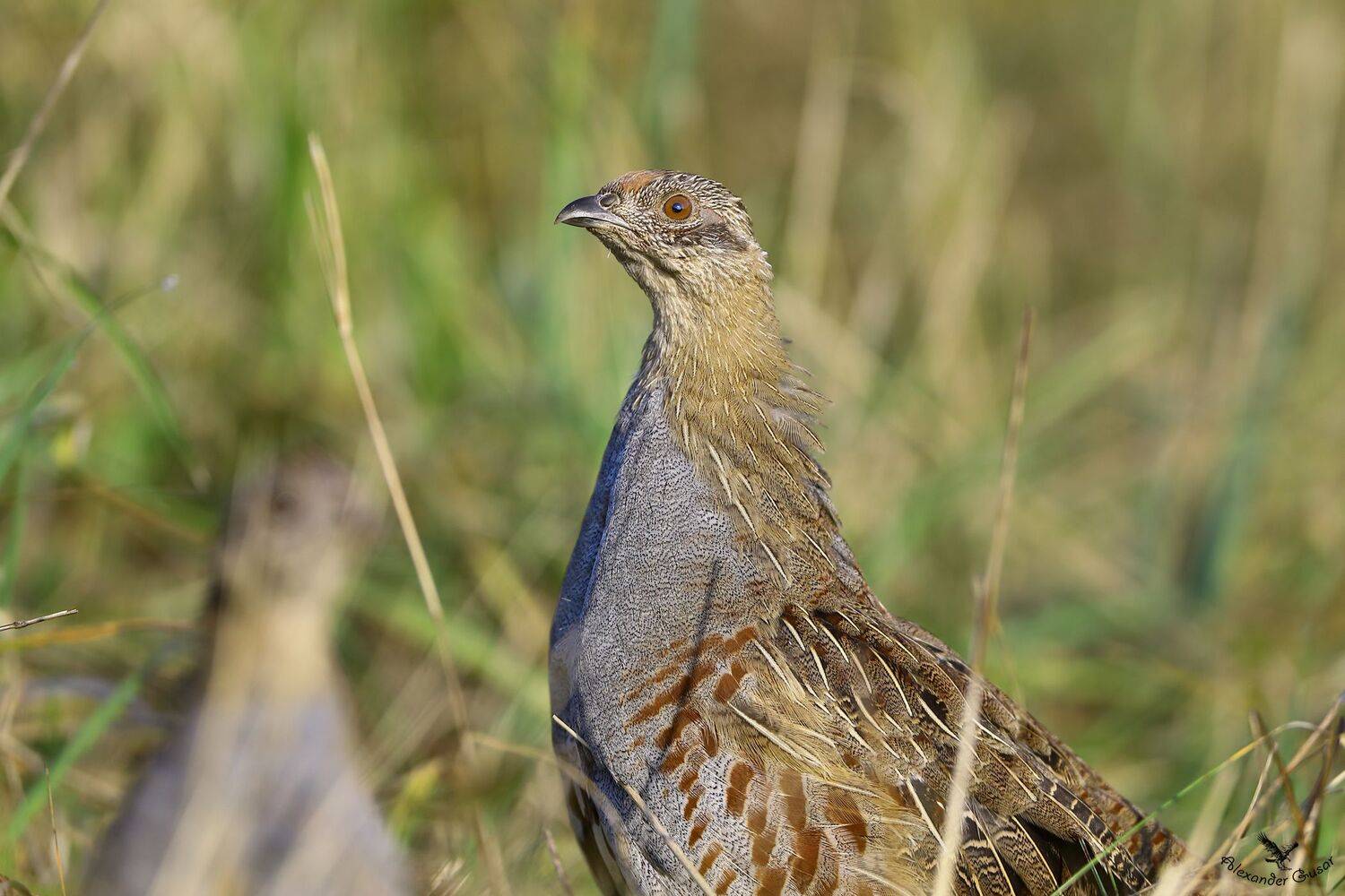 , Александр Гусар