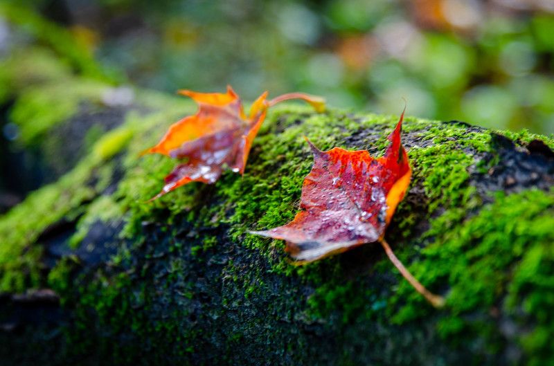 Осень, листья, зеленый  фото превью
