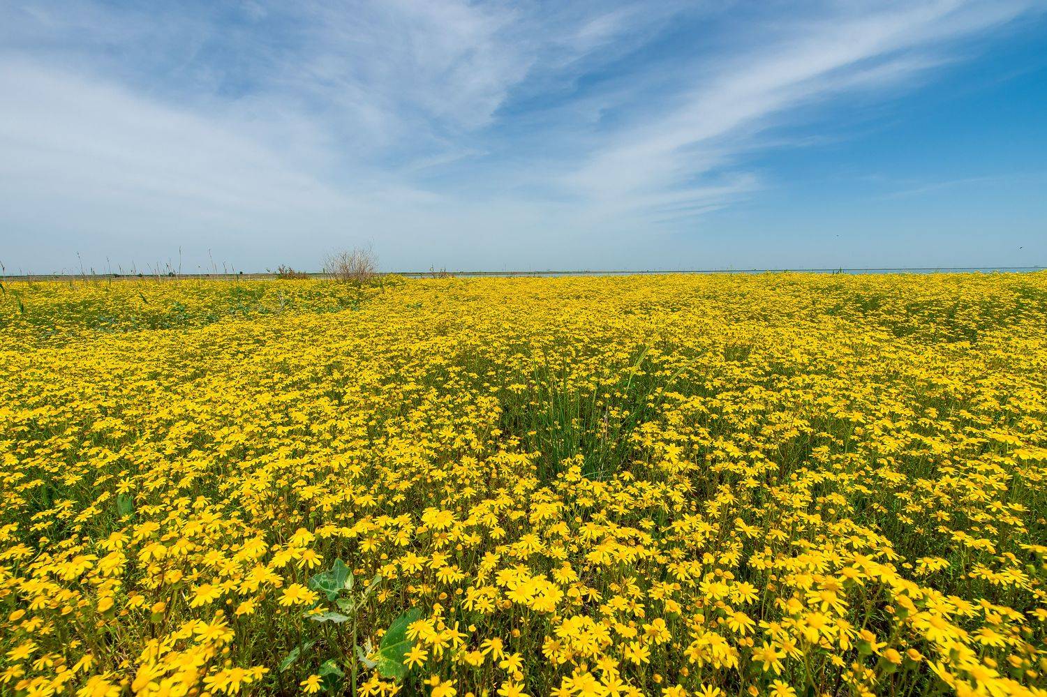 Jacobaea vulgaris, Senecio jacobaea, volgograd, russia,c wildlife, Senecio jacobaea, , Сторчилов Павел