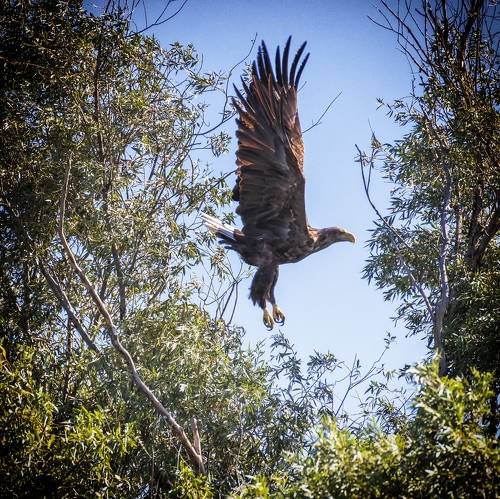 Орлан-белохвост в полете.
