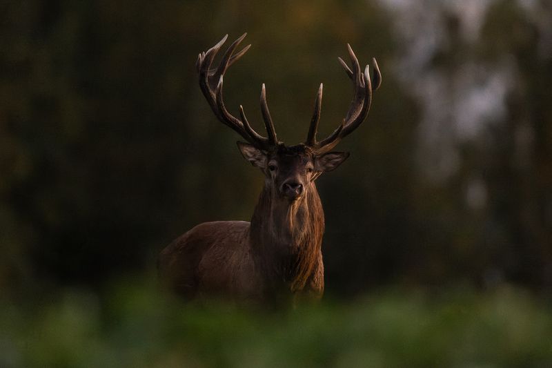 Briedis фото превью