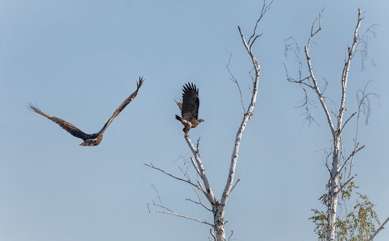 птицы, хищники, хищники.. фото превью