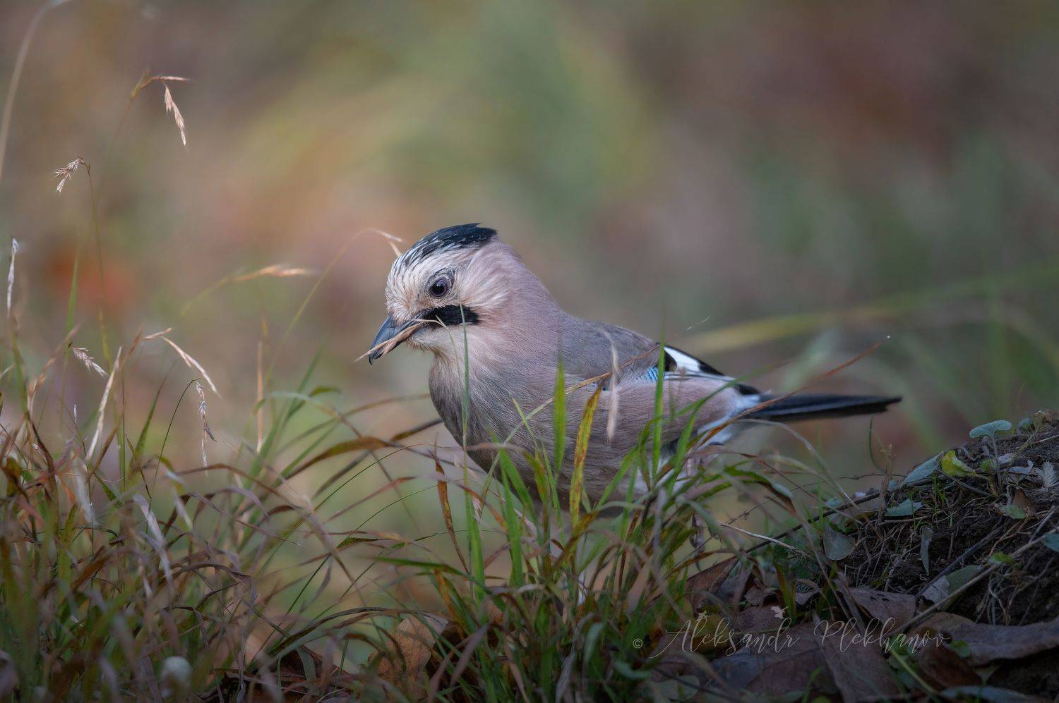 wildlife, Плеханов Александр