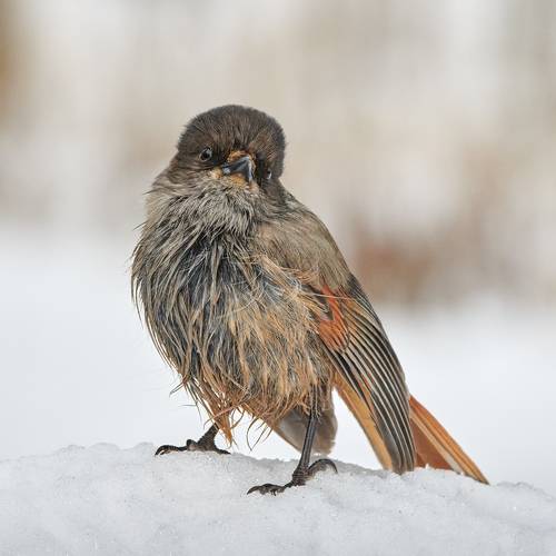 Мокрень-сырость