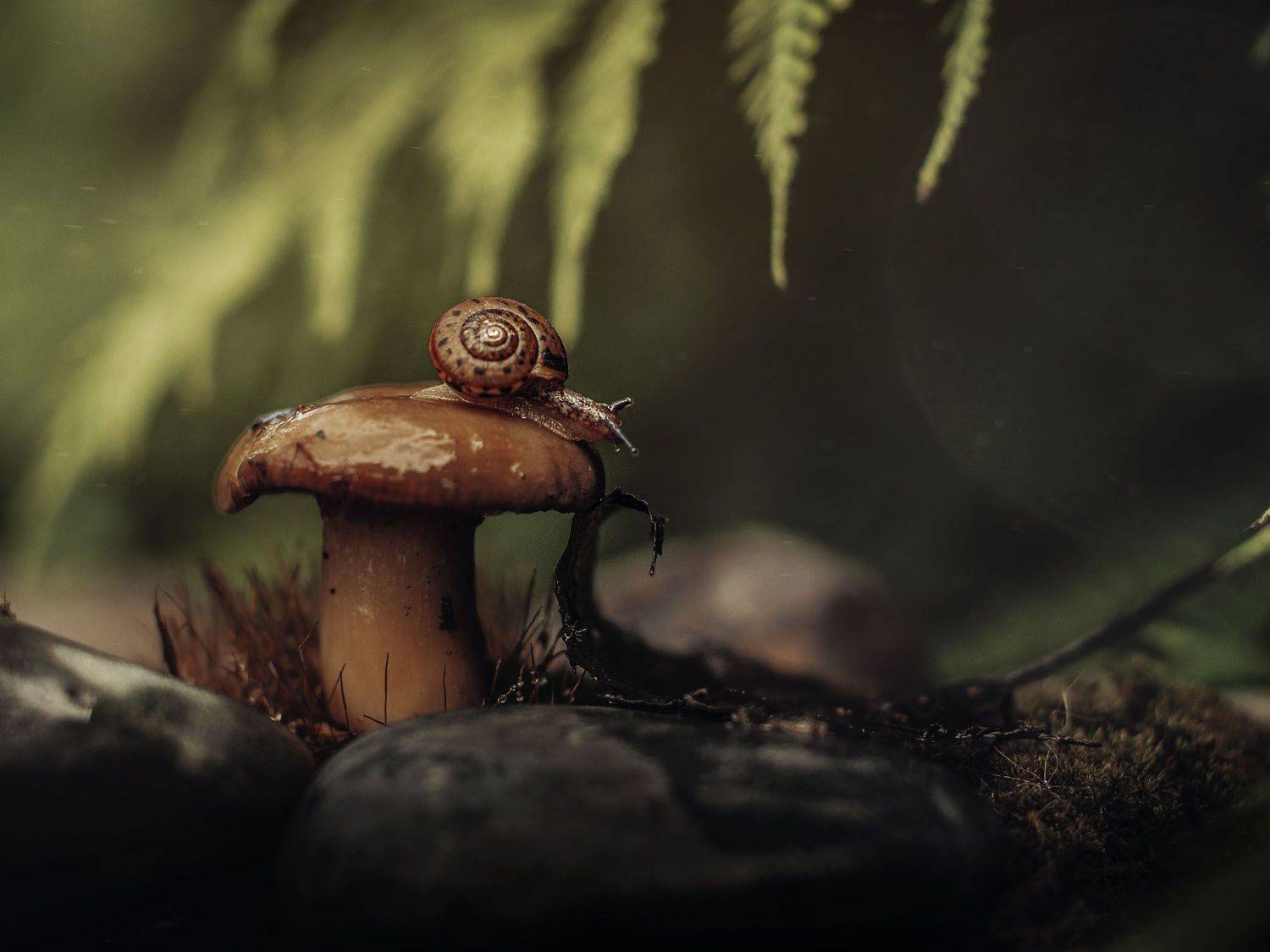 макро, macrophoto, macro, snails, snail, mushroom, Rogozina Olga