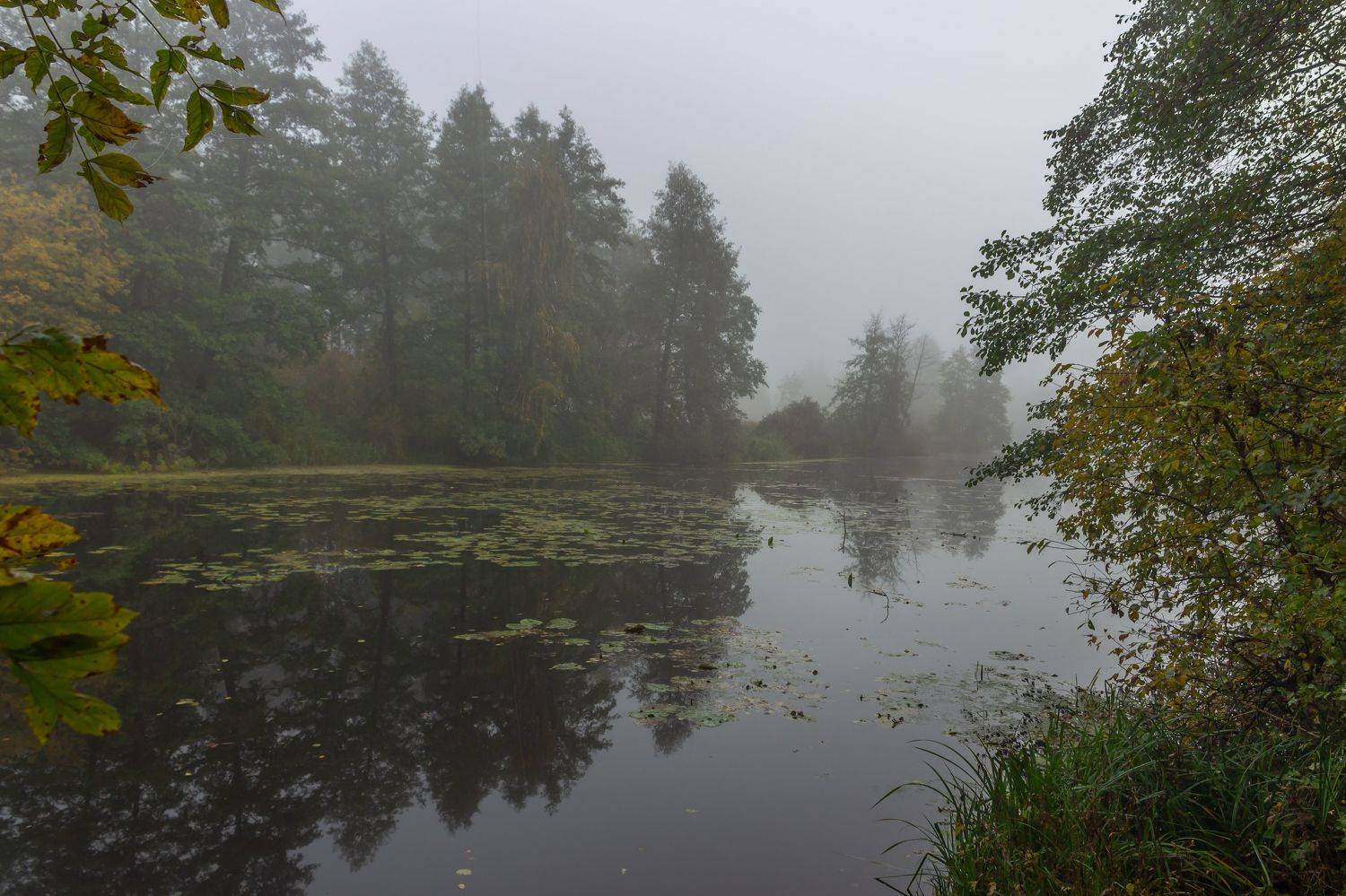 усмань, туман, природа, осень, октябрь, липецкая область, Востриков Руслан