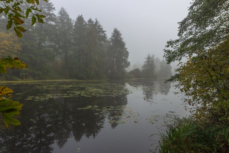 усмань, туман, природа, осень, октябрь, липецкая область  фото превью