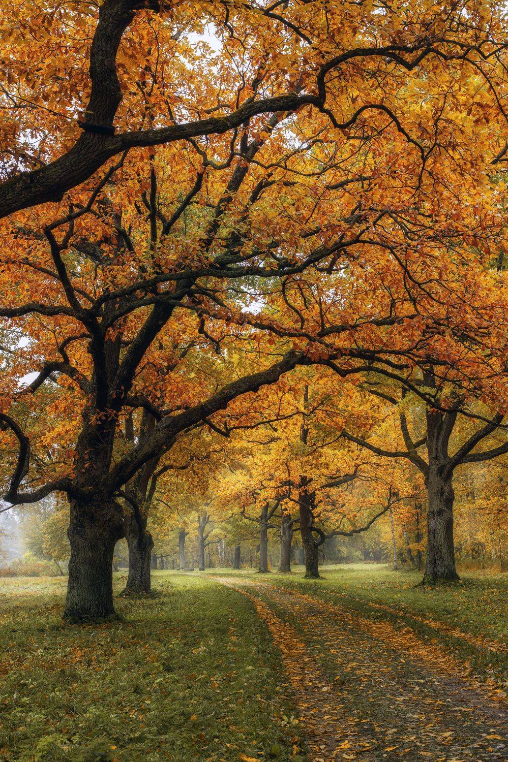 , Максим Вышарь