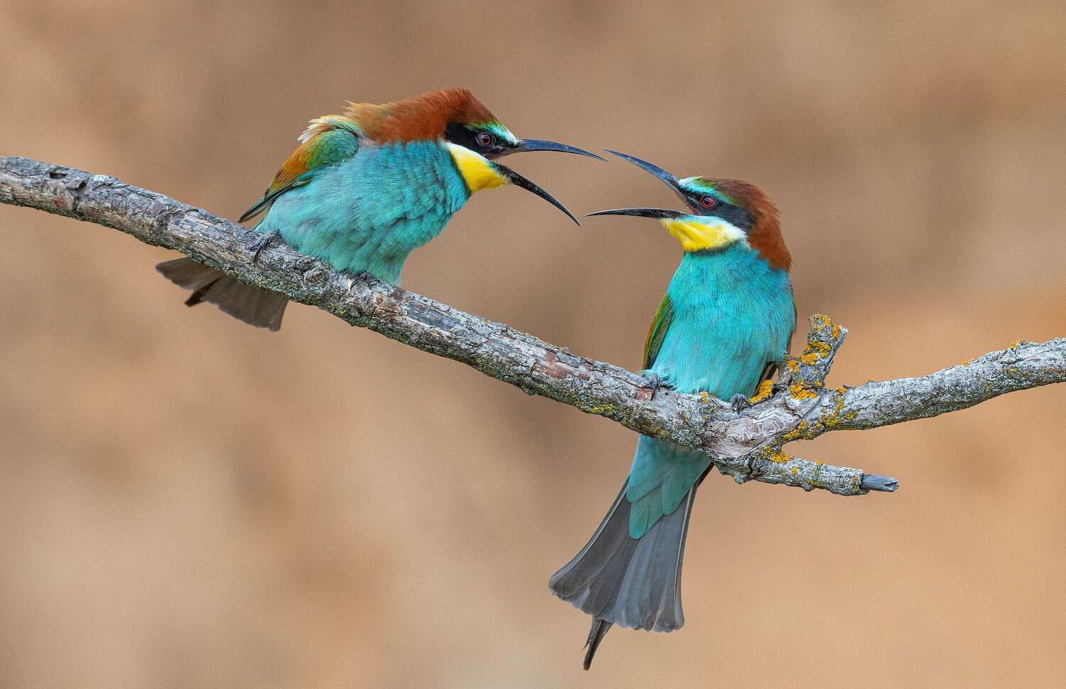 птица щурка весна лето, Руслан Сигушин