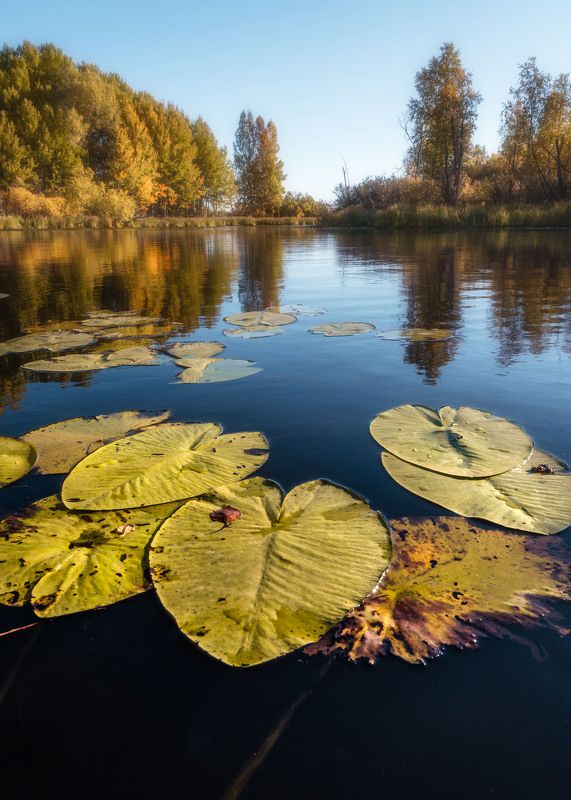 Осенние этюды…  Autumn sketches… фото превью