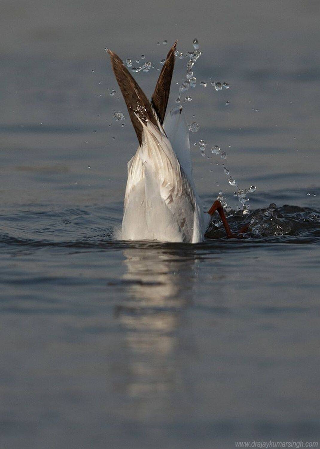 Slender-billed gull, Dr Ajay Kumar Singh