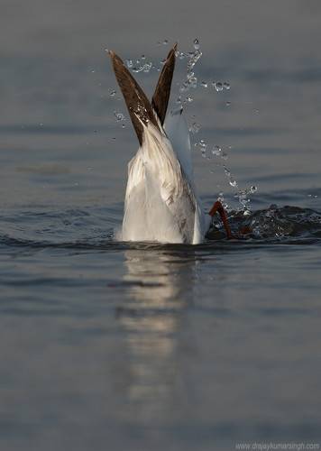 Slender-billed gull